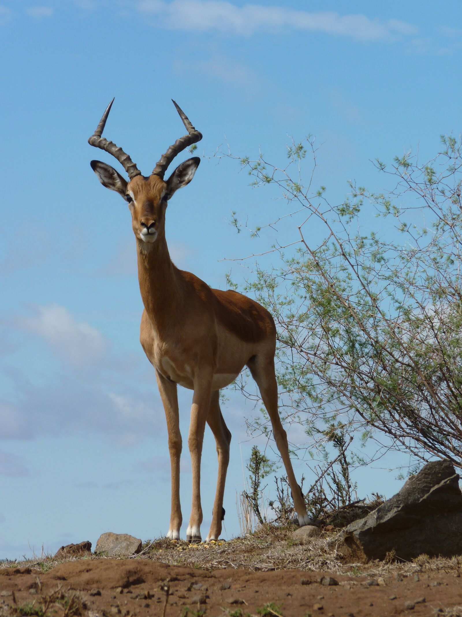 Panasonic Lumix DMC-FZ35 (Lumix DMC-FZ38) sample photo. Impala, bock, impala buck photography