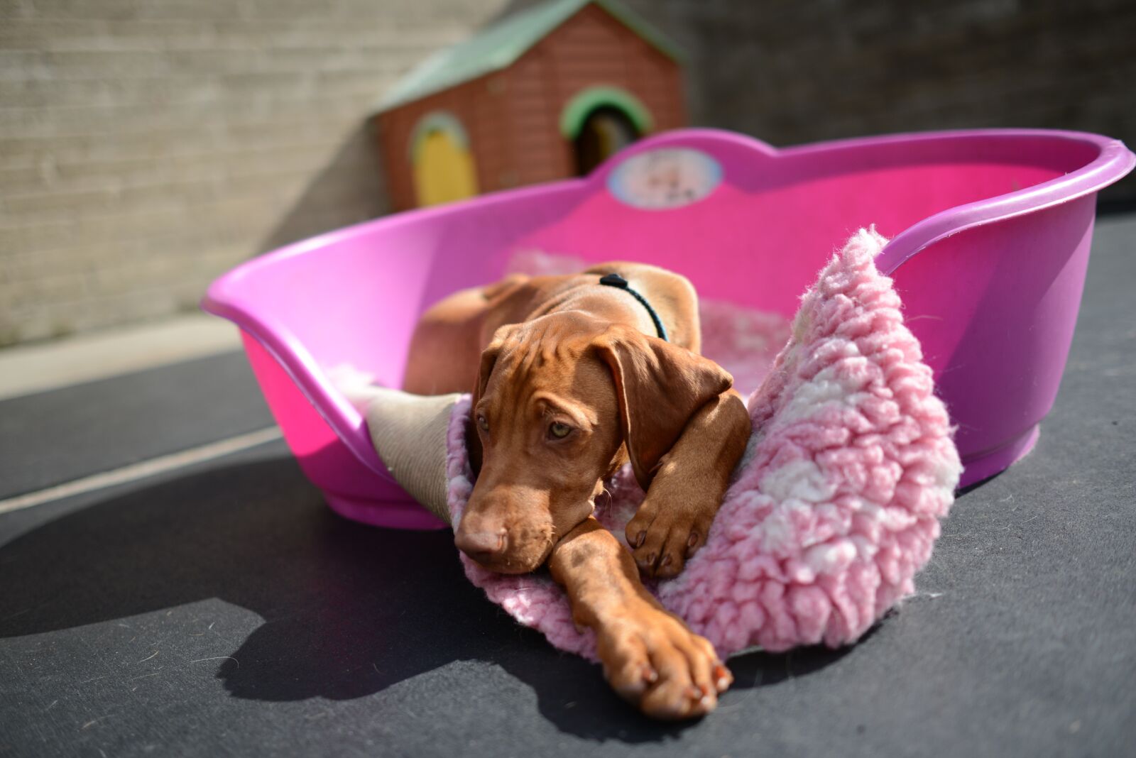 Nikon D800 sample photo. Dog, dog vizsla, puppy photography