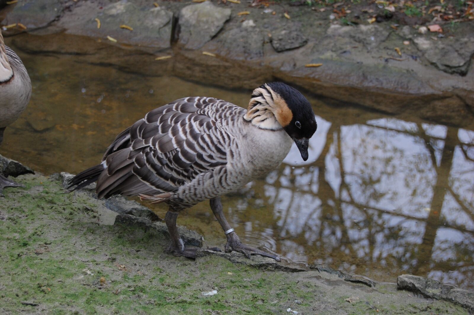 Nikon D40 sample photo. Goose, duck, poultry photography