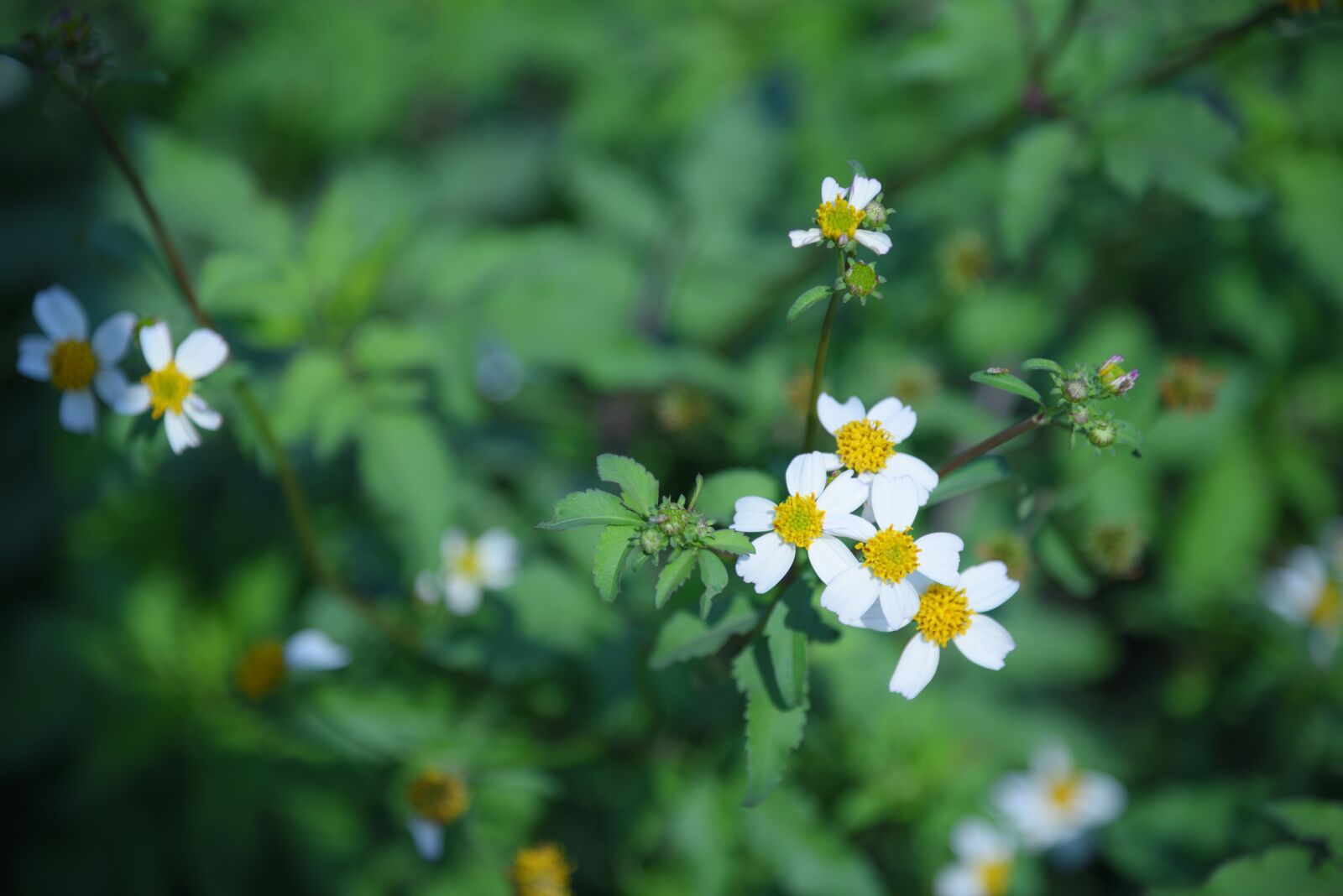 Nikon D750 sample photo. Flower, daisy, bidens pilosa photography