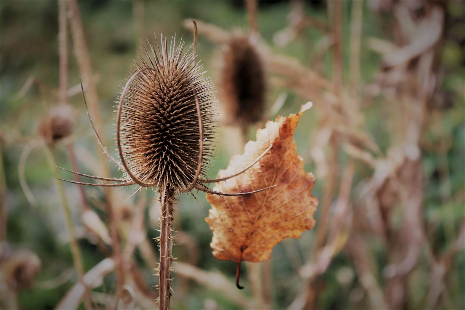 Canon EOS 200D (EOS Rebel SL2 / EOS Kiss X9) sample photo. Autumn, leaf, nature photography