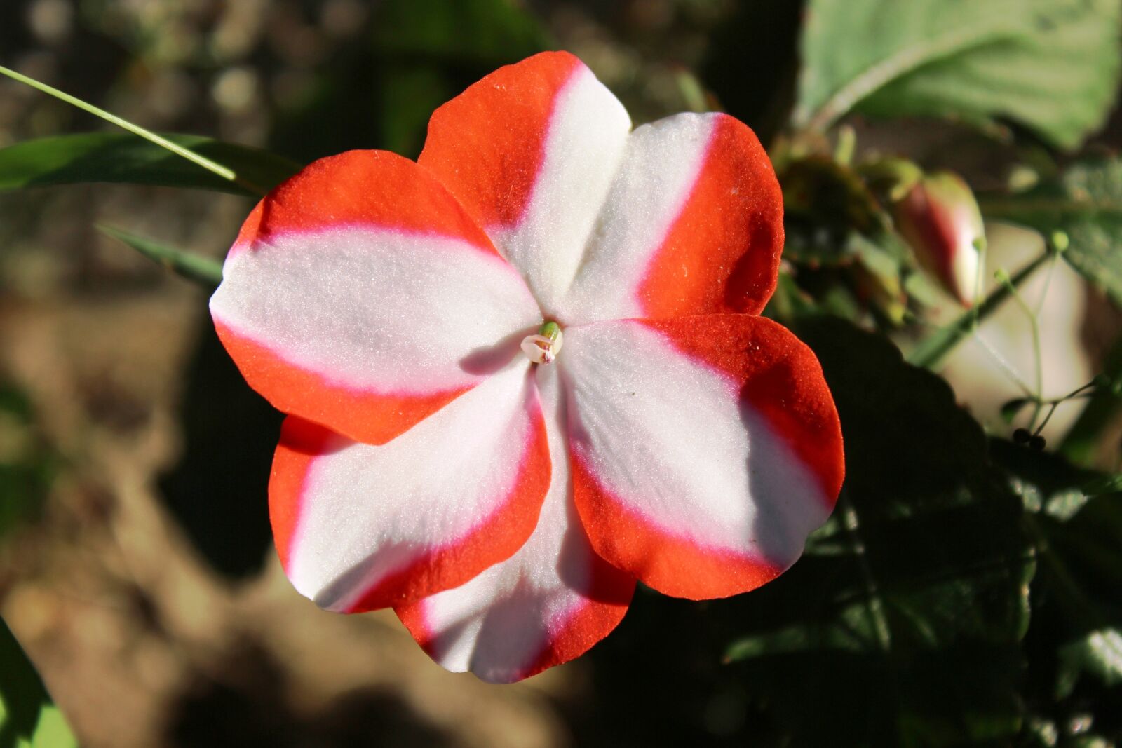 Canon EOS 600D (Rebel EOS T3i / EOS Kiss X5) sample photo. Impatiens, flower, plant photography