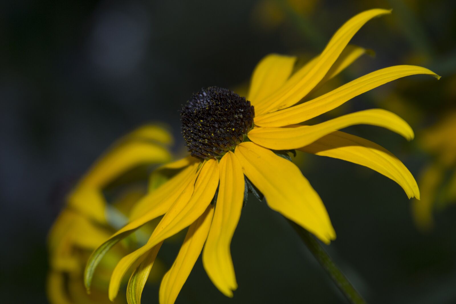 Canon EF 28-135mm F3.5-5.6 IS USM sample photo. Nature, flower, plant photography