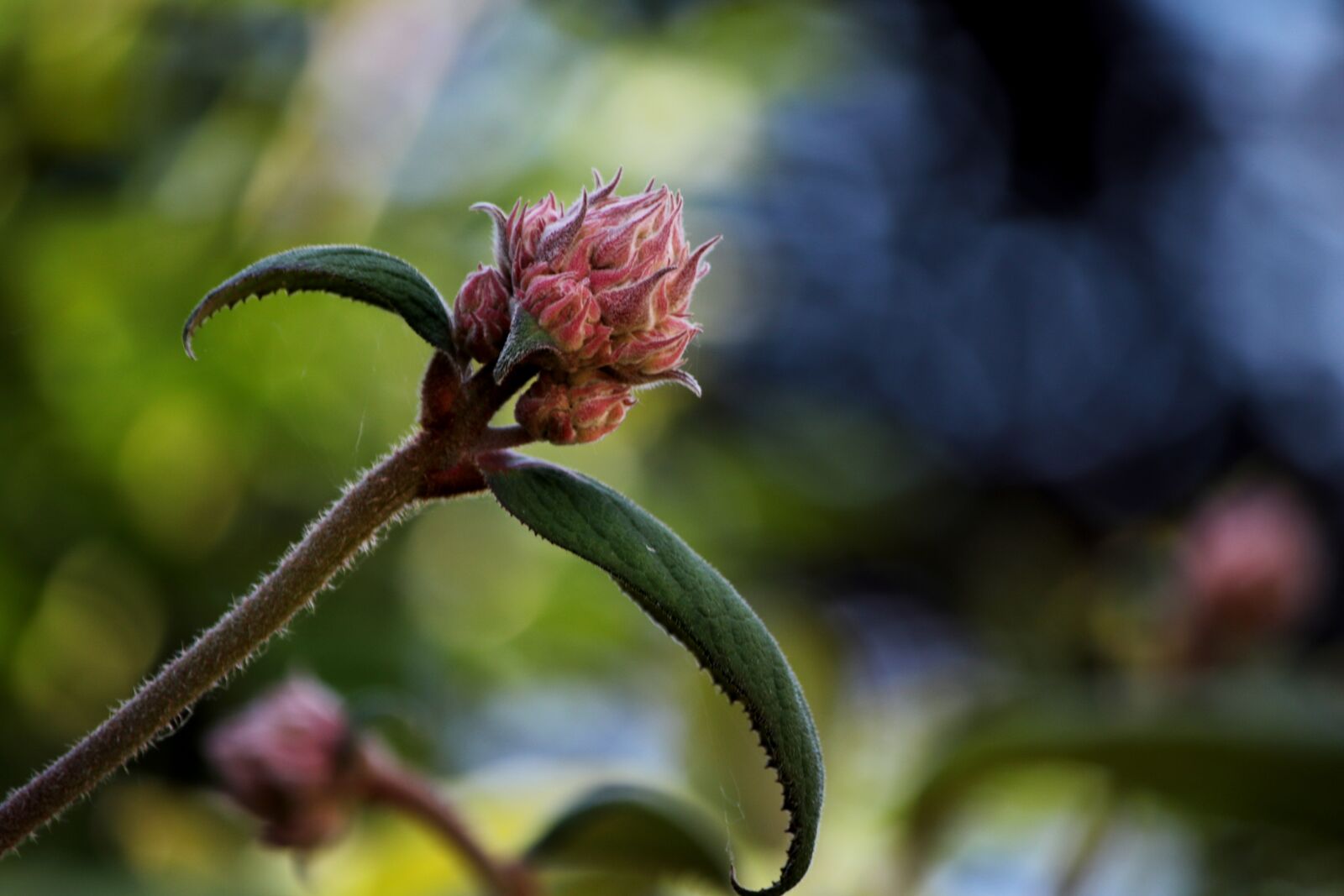 Canon EF-S 55-250mm F4-5.6 IS sample photo. Hydrangea aspera, fluweelhortensia, flower photography