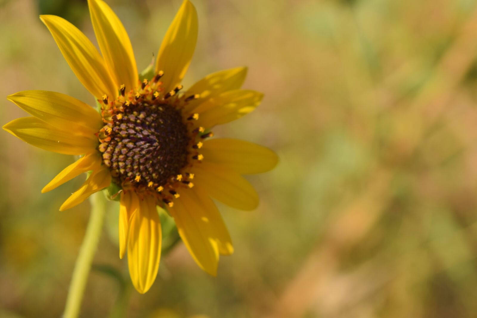 Nikon D3300 sample photo. Sunflower, sunny, flower photography
