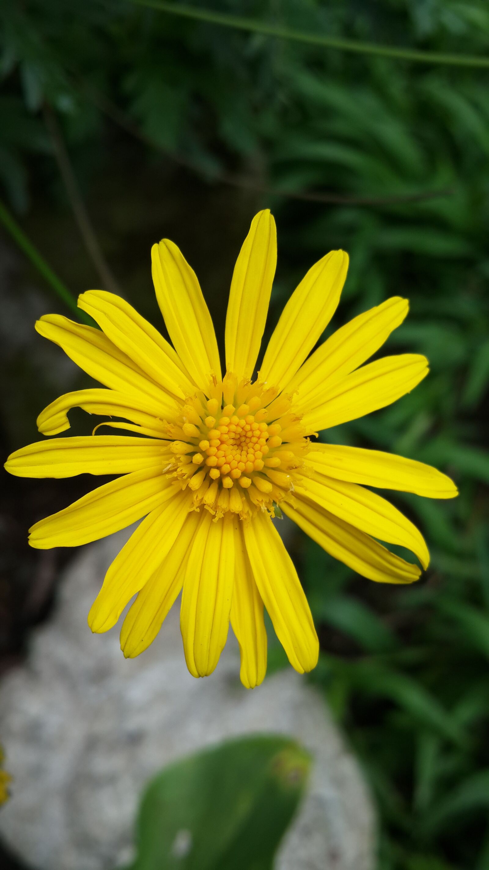 Samsung Galaxy S4 sample photo. Flower, yellow, plant photography