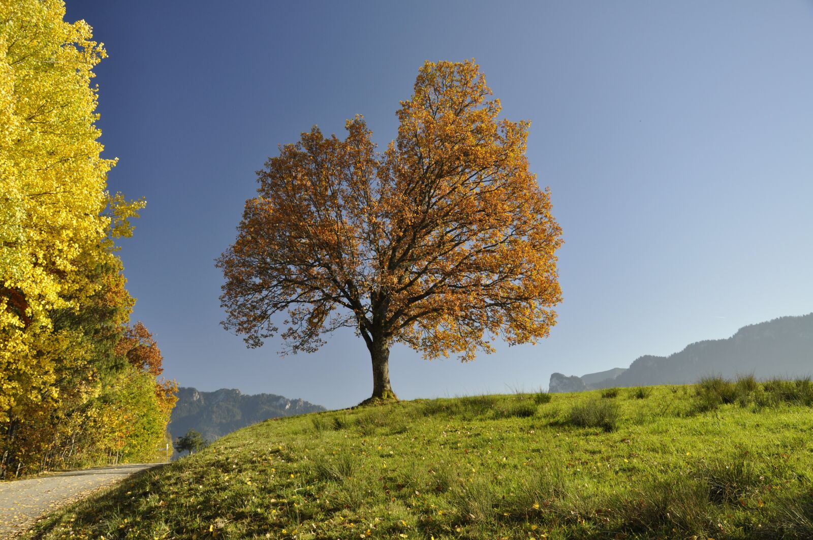 Nikon D5000 sample photo. Autumn, tree, sun photography