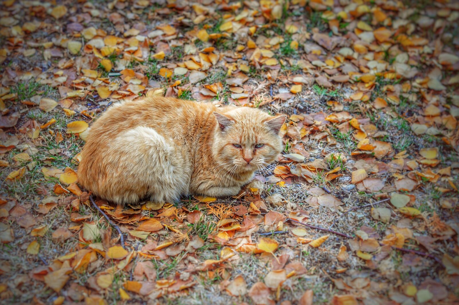 Nikon D90 sample photo. Pet, cat, autumn photography