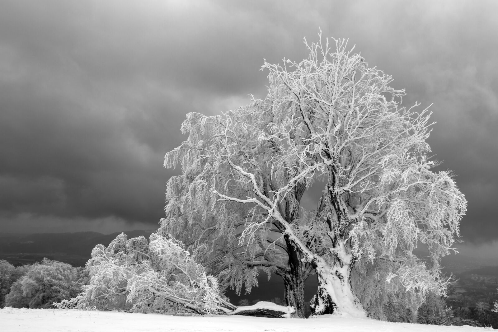 Canon EOS 7D sample photo. Hoarfrost, tree, fog photography