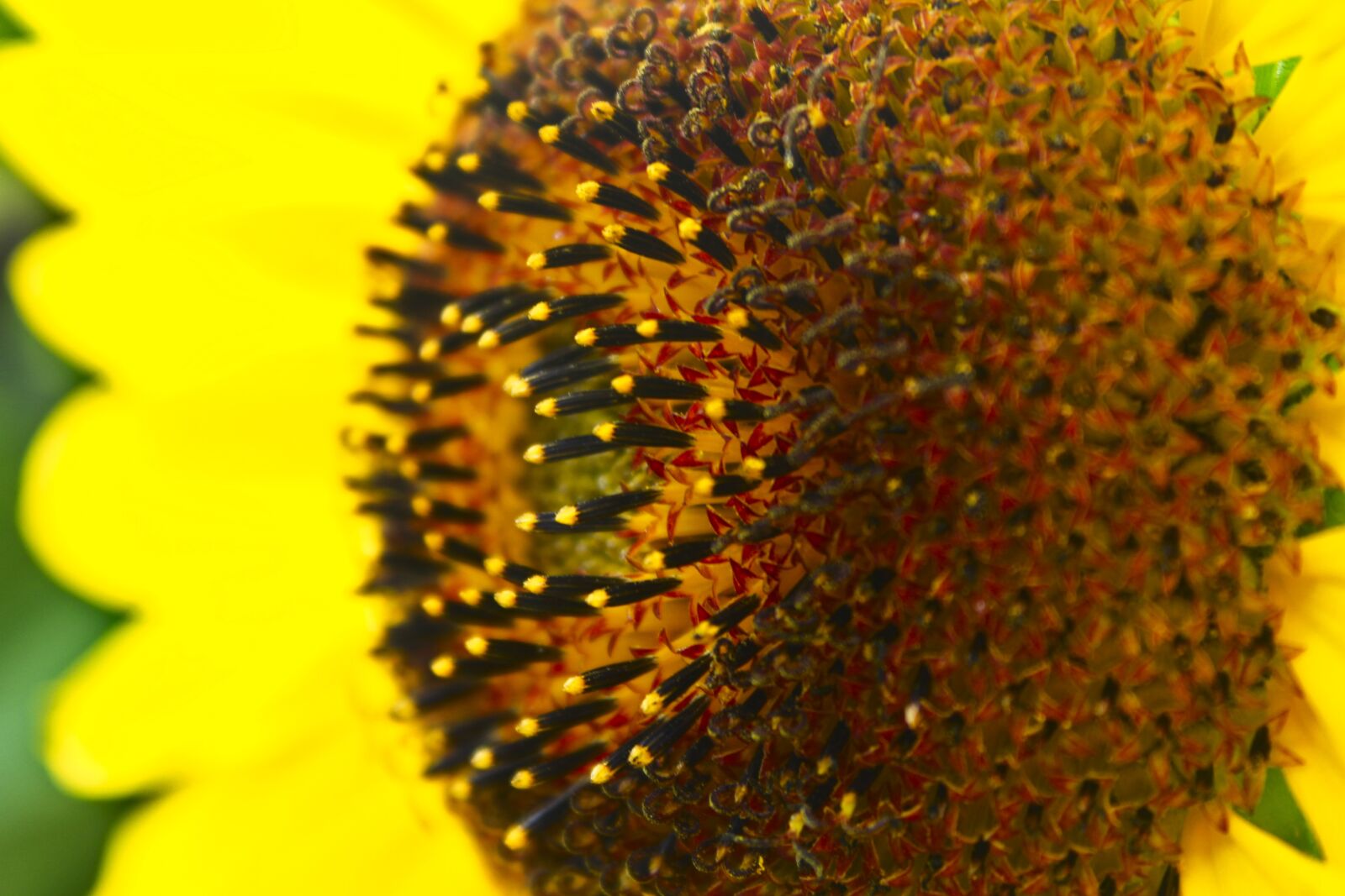 Canon EOS 600D (Rebel EOS T3i / EOS Kiss X5) sample photo. Sunflower, flower, blossom photography