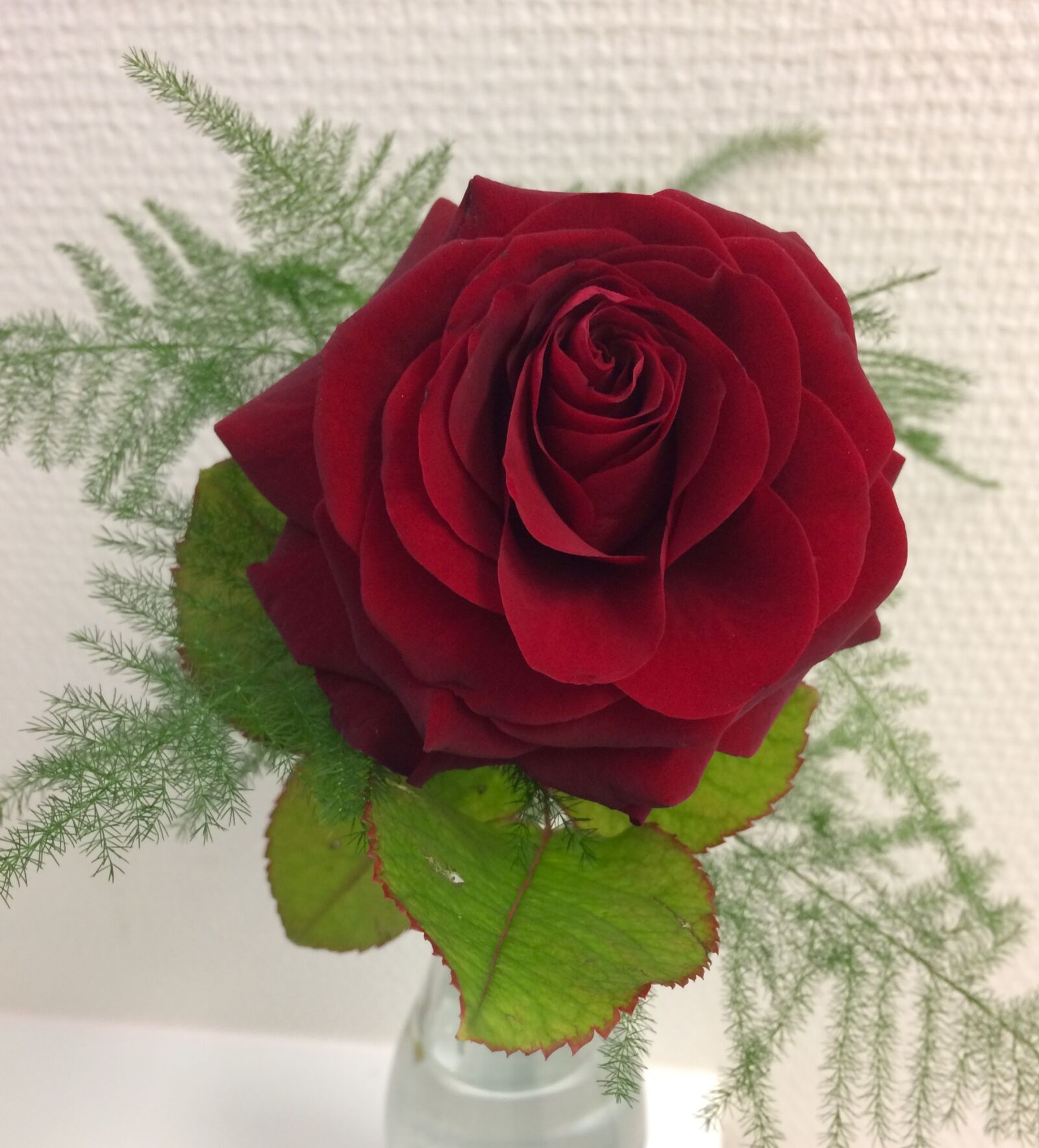 iPhone 5s back camera 4.15mm f/2.2 sample photo. Ros, red, flowers photography