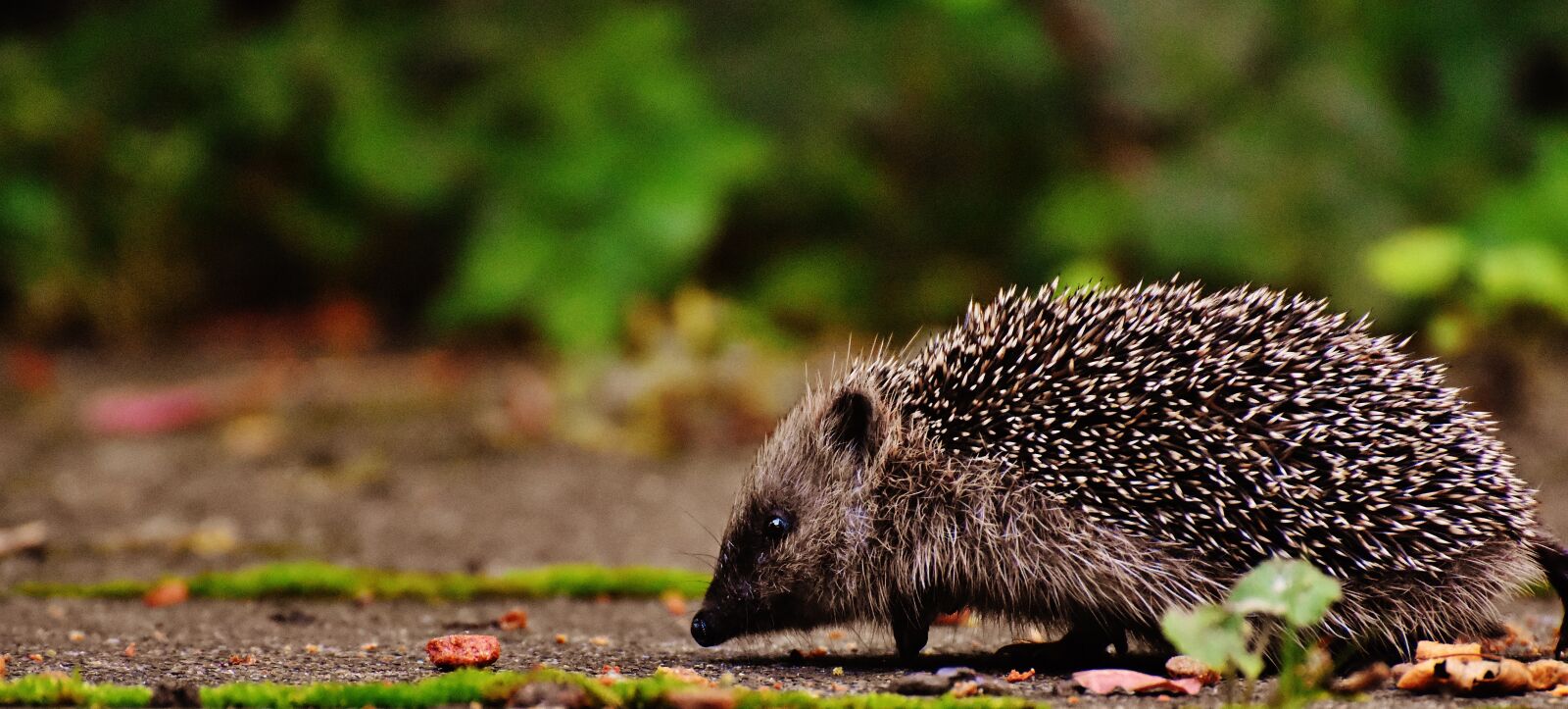 Nikon D7200 sample photo. Hedgehog child, young hedgehog photography