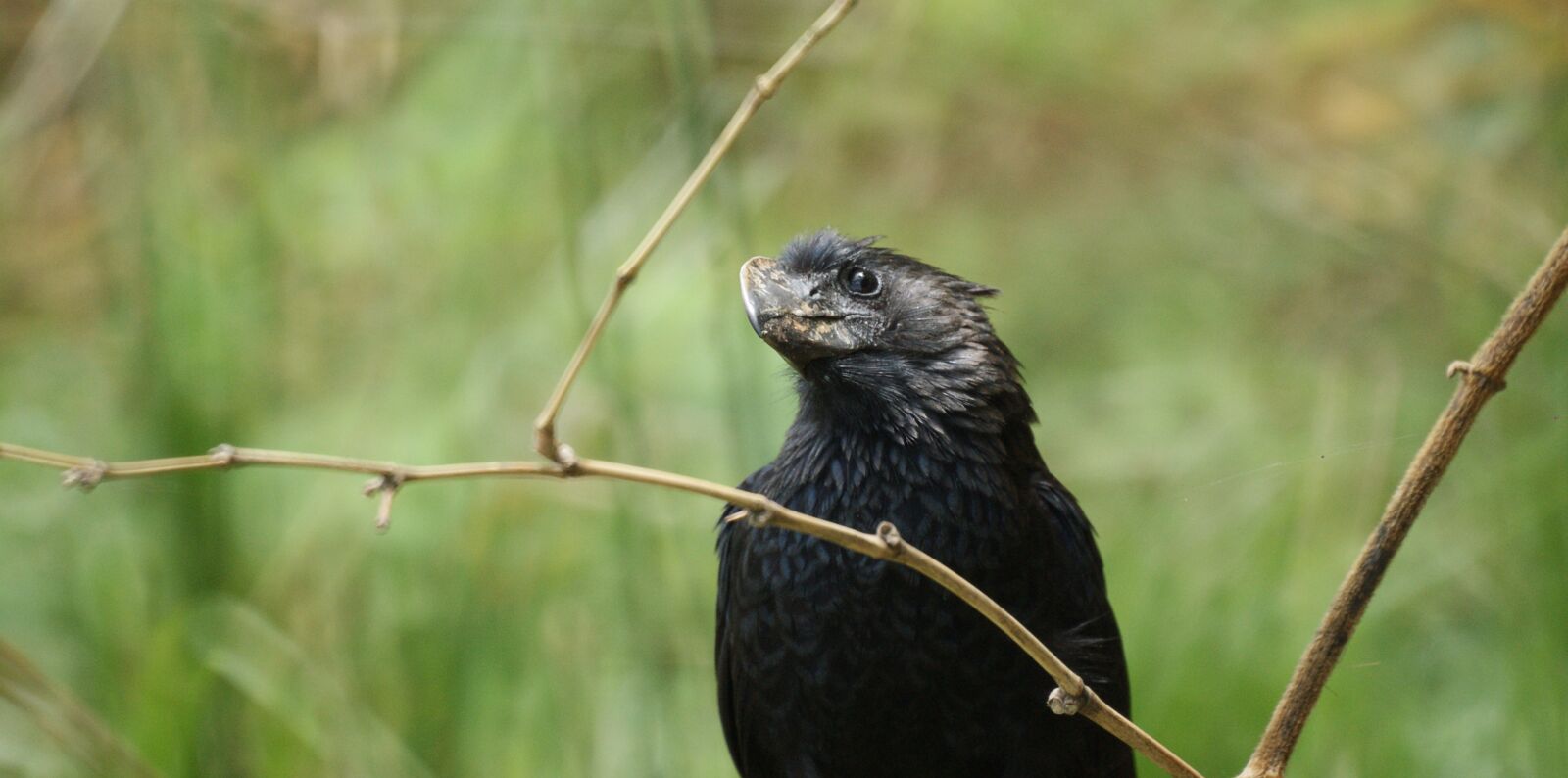 Sony Alpha DSLR-A390 sample photo. Fauna, ave, bird photography