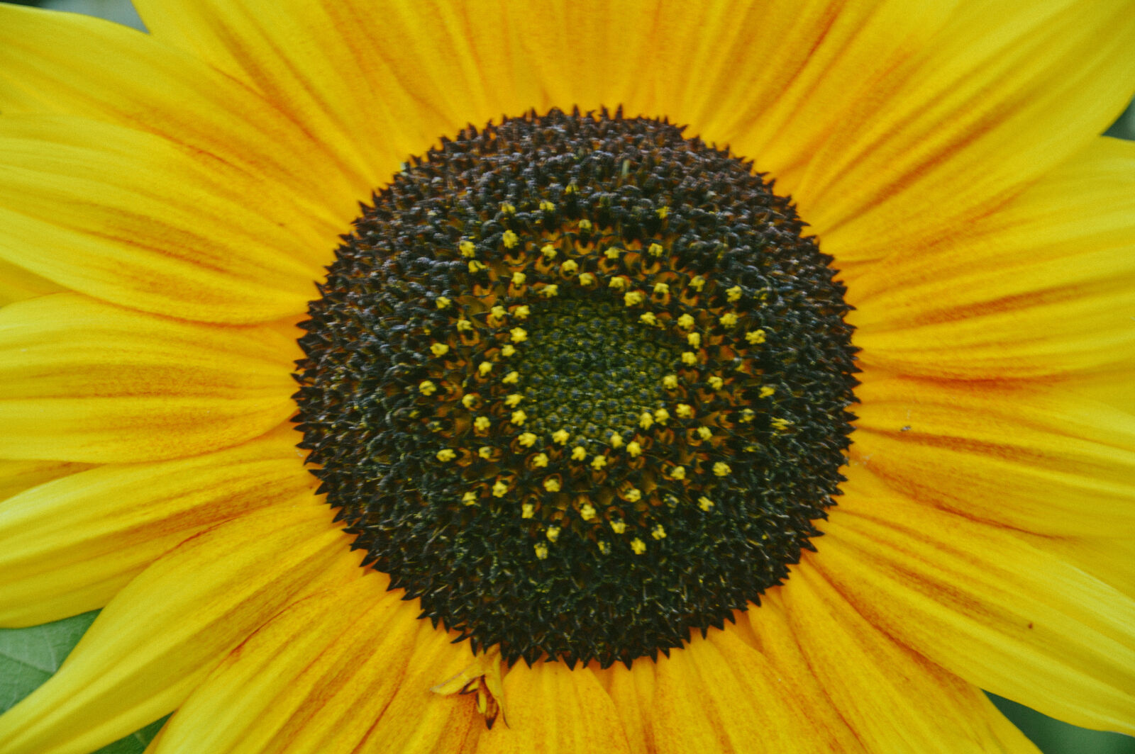 Nikon D3200 sample photo