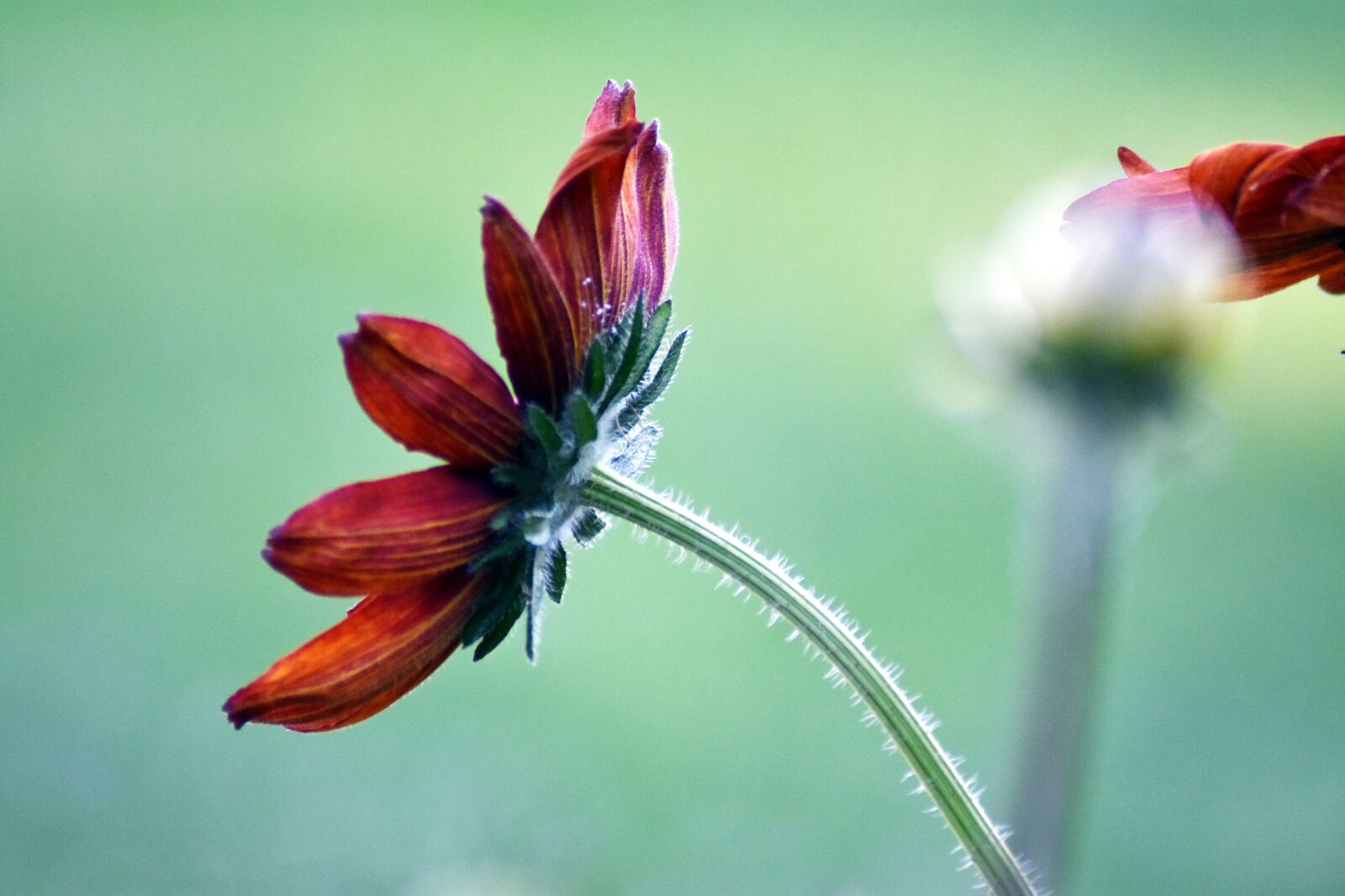 Nikon D3400 sample photo. Flower, garden, blooms at photography
