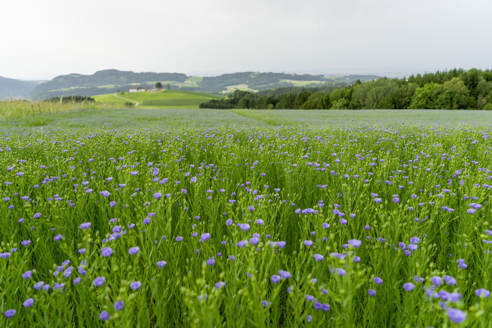 Sony a7 II + Sony Vario Tessar T* FE 24-70mm F4 ZA OSS sample photo. Nature, green, landscape photography