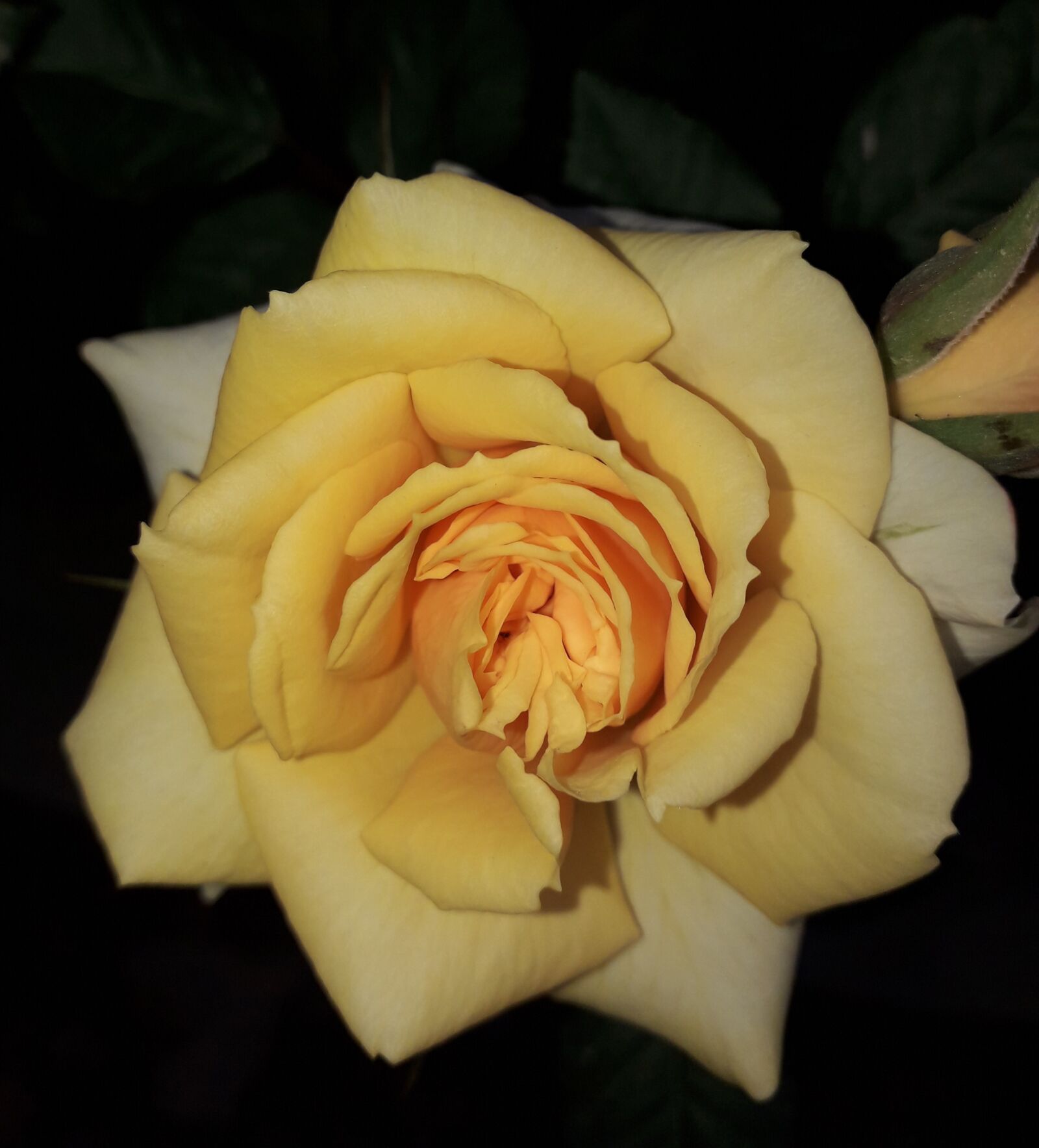 Samsung Galaxy J6 sample photo. Flower, yelo, beautiful photography