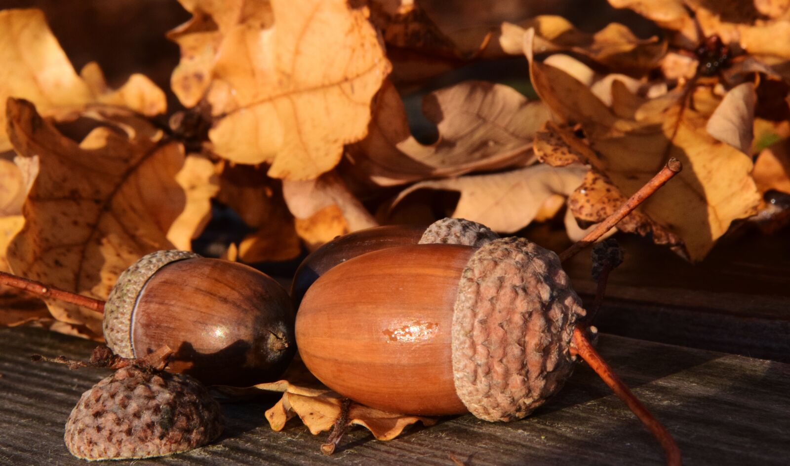 Nikon D3300 sample photo. Acorns, leaves, autumn photography