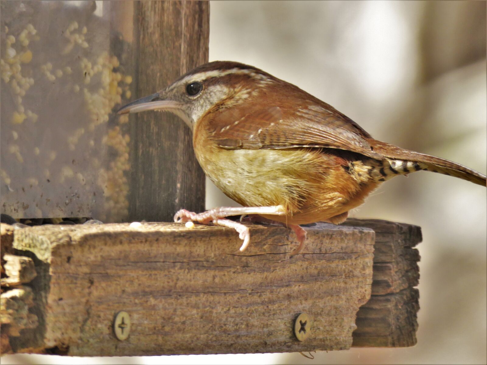 Canon PowerShot SX60 HS sample photo. Wildlife, bird, nature photography