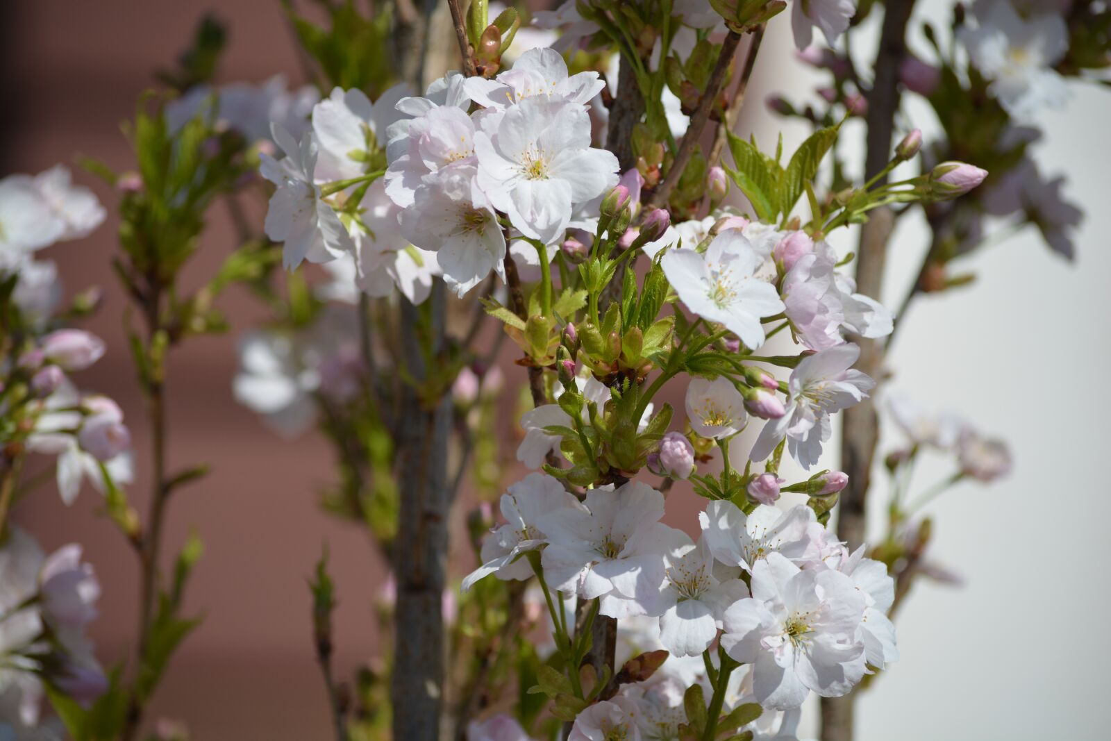 Nikon D7100 sample photo. Blossom, bloom, flowers photography