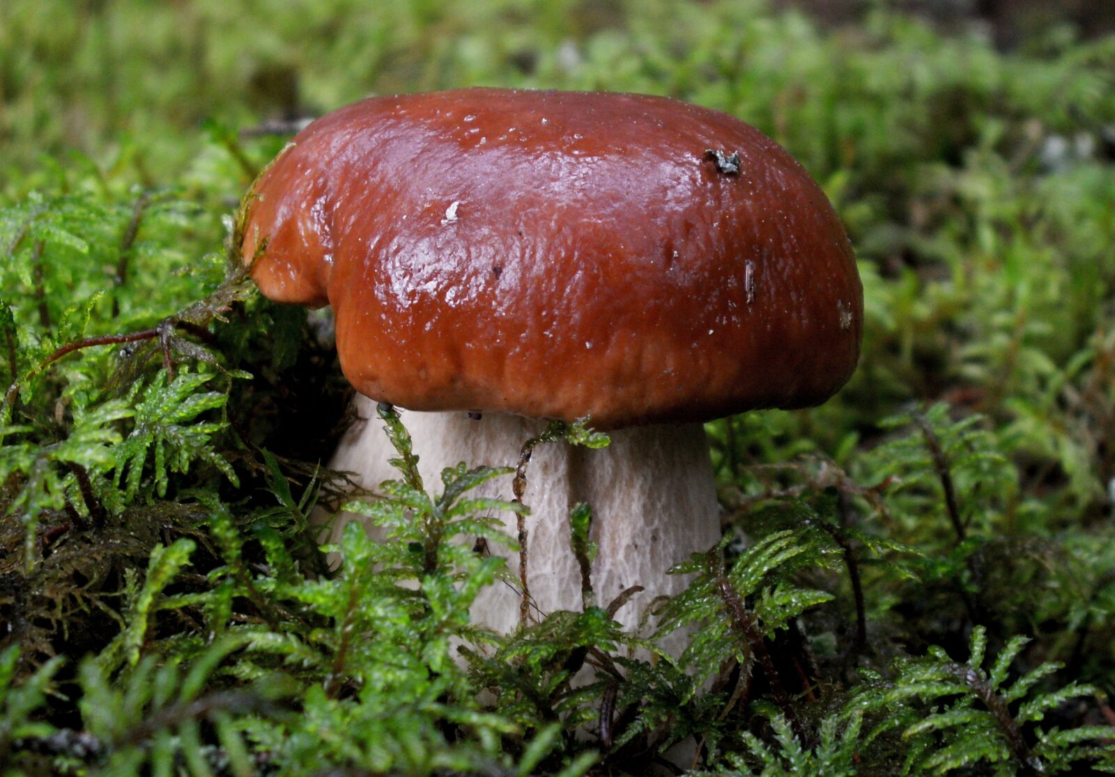 KONICA MINOLTA DiMAGE Z5 sample photo. Mushrooms, mushroom, autumn photography