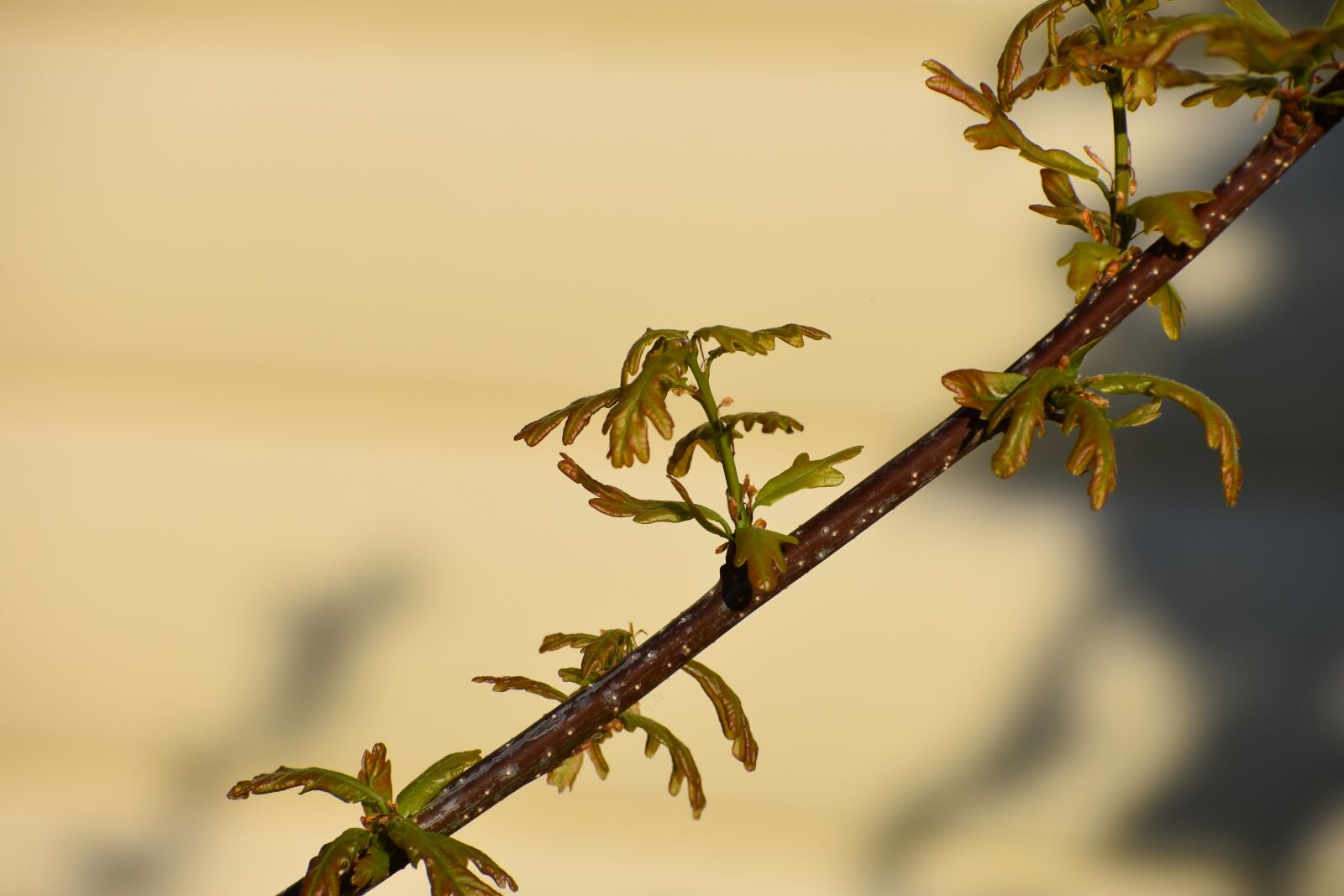 Nikon D3400 sample photo. Oak, young, spring photography