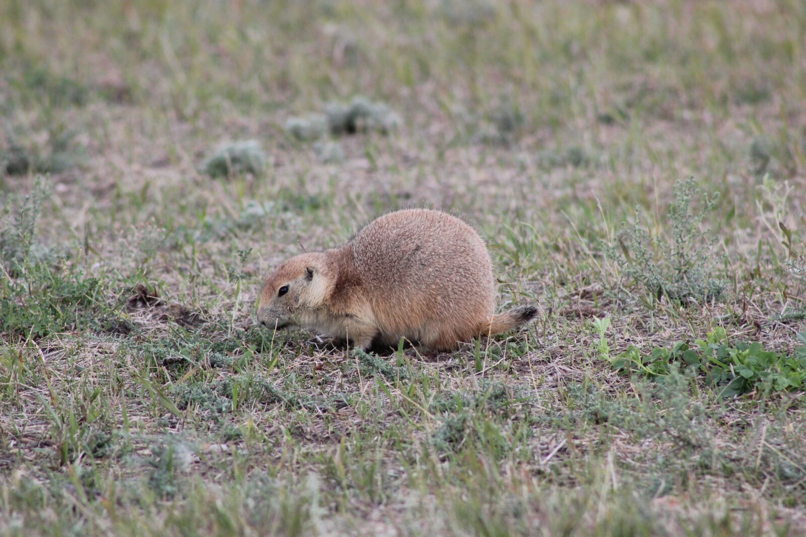 Canon EOS 550D (EOS Rebel T2i / EOS Kiss X4) sample photo. Prairie dog, animal, nature photography