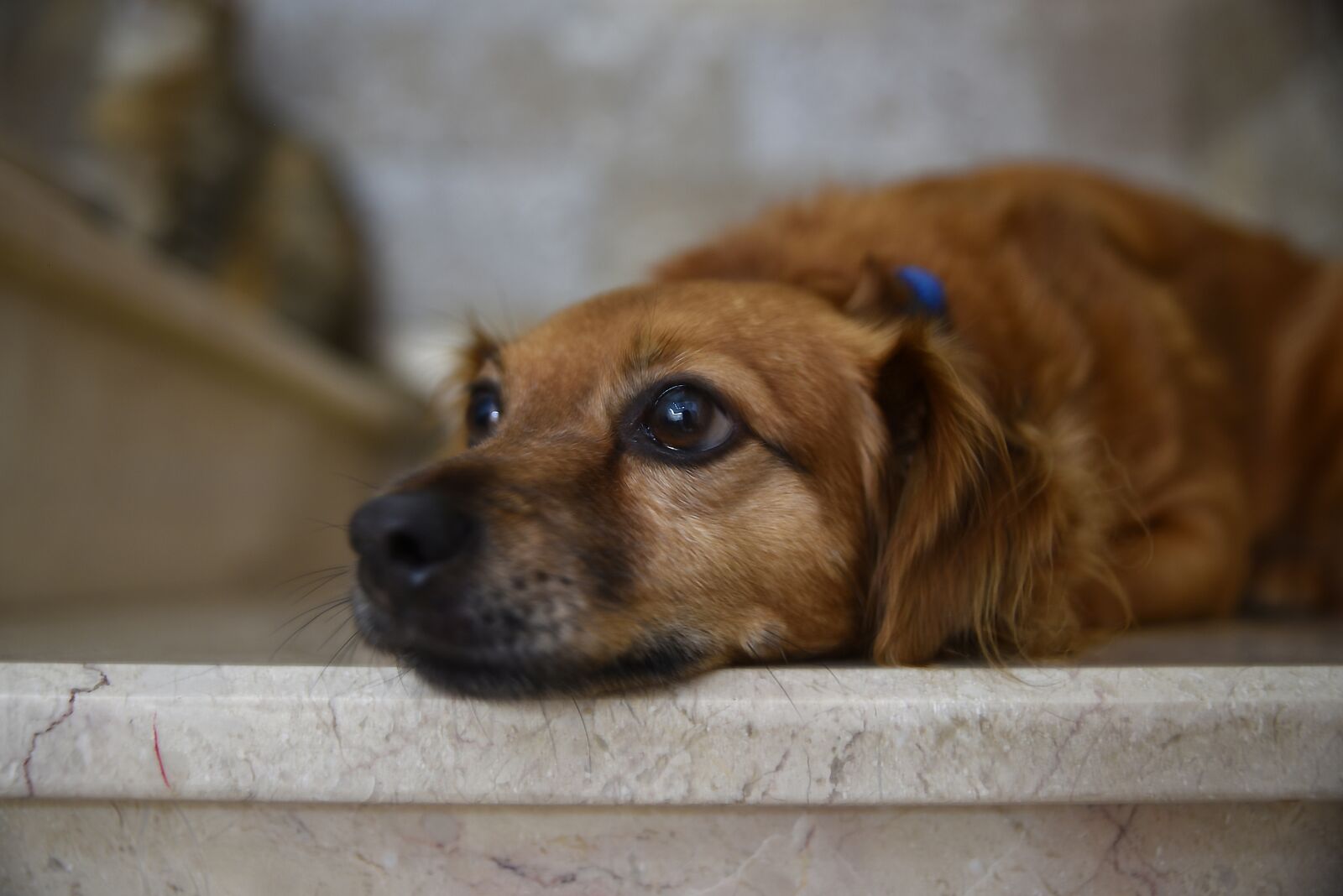 Nikon D750 sample photo. Dog, cute, animal photography