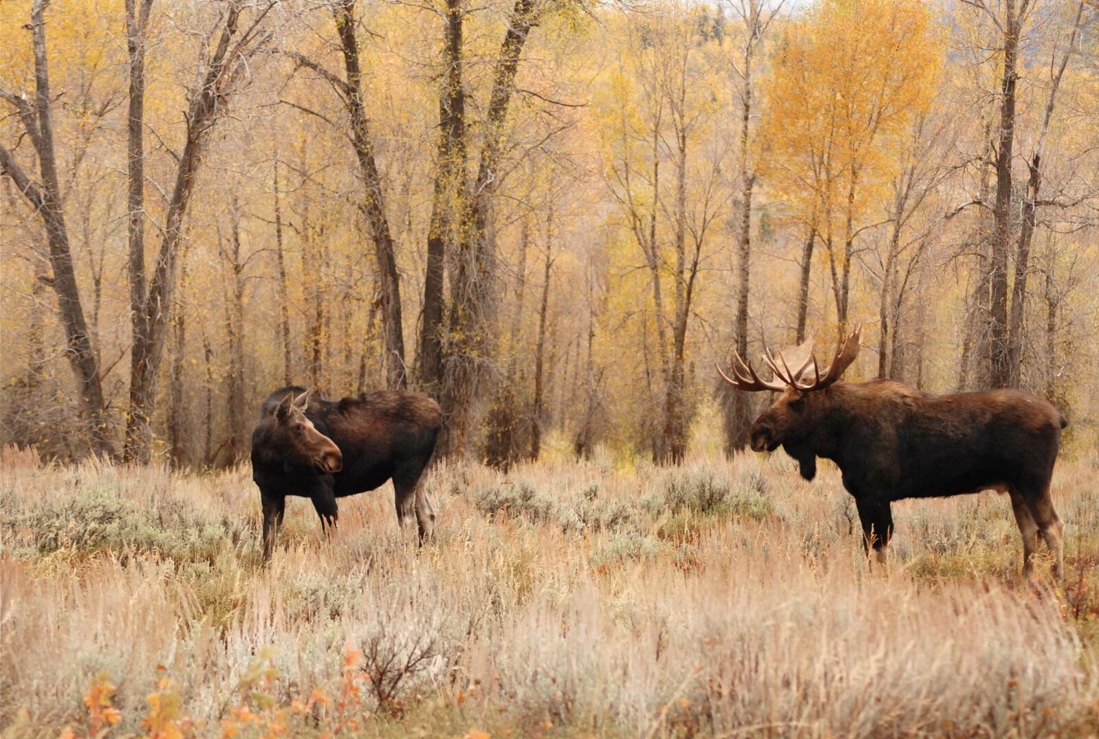 Nikon D80 sample photo. Moose, bull, cow photography