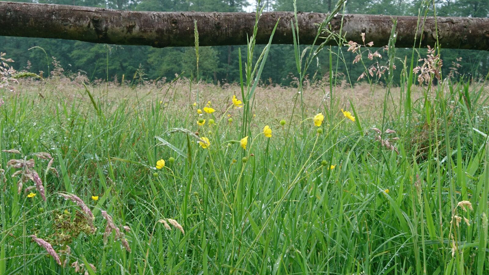 Sony Xperia X sample photo. Meadow, grass, green photography