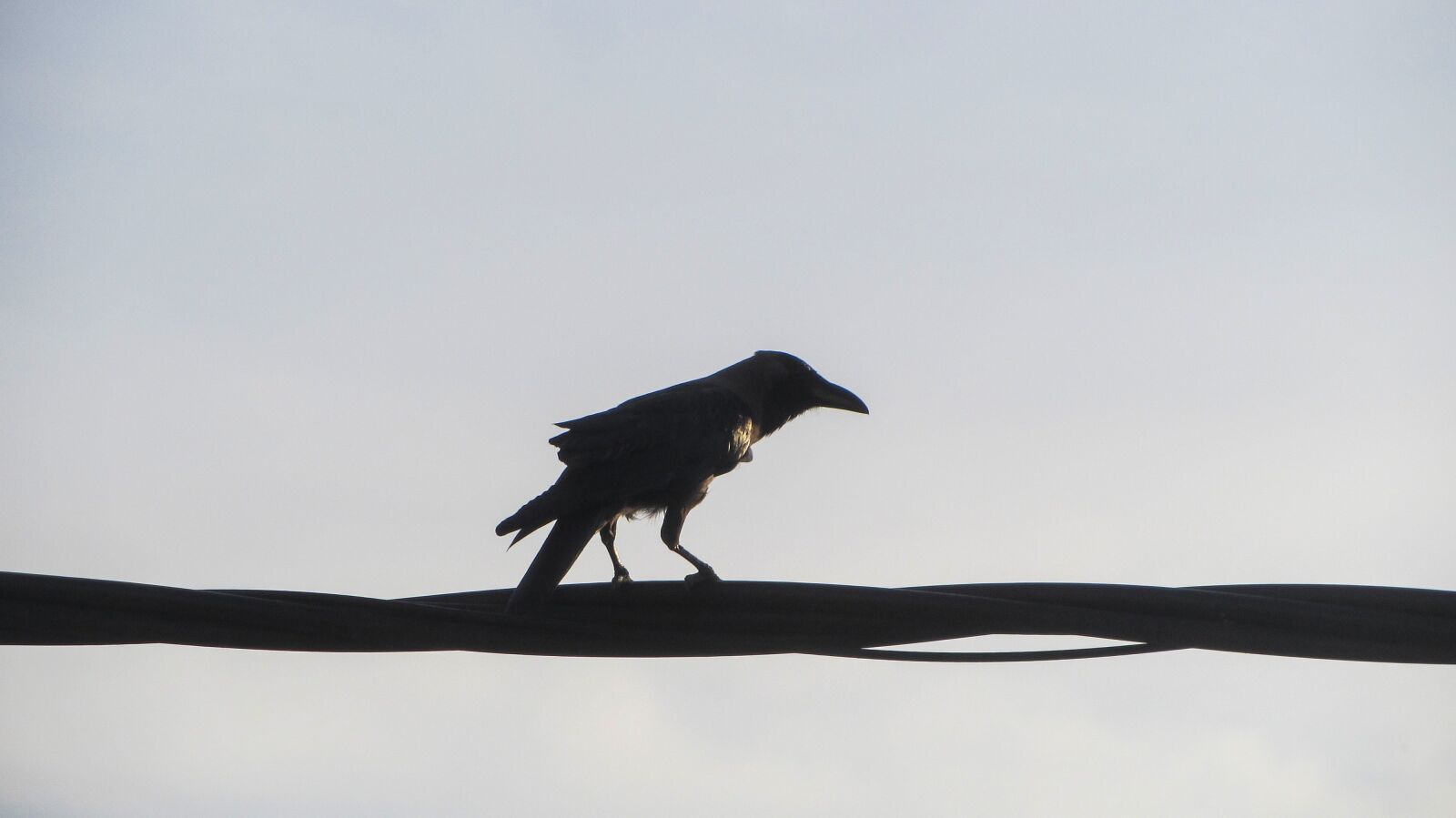 Canon PowerShot SX230 HS sample photo. Crow, raven, bird photography