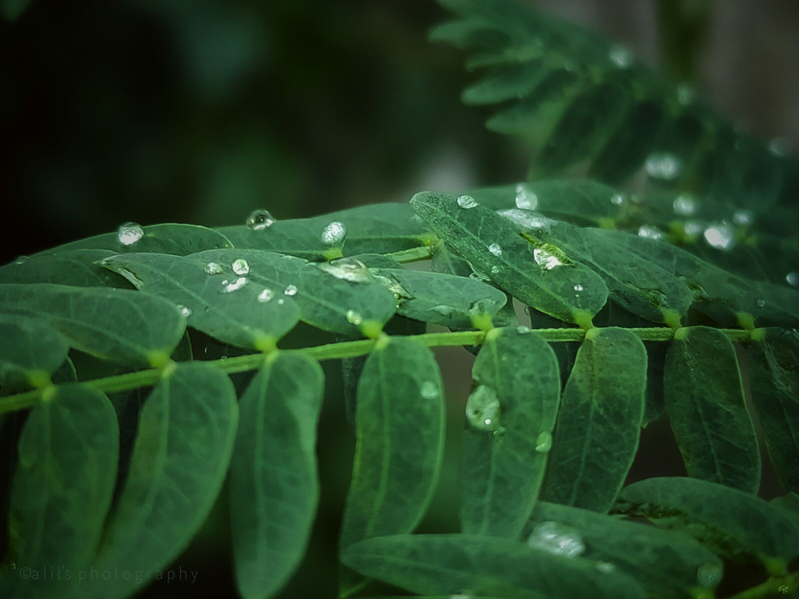 Realme 3 PRO sample photo. Water, drops, bubble photography