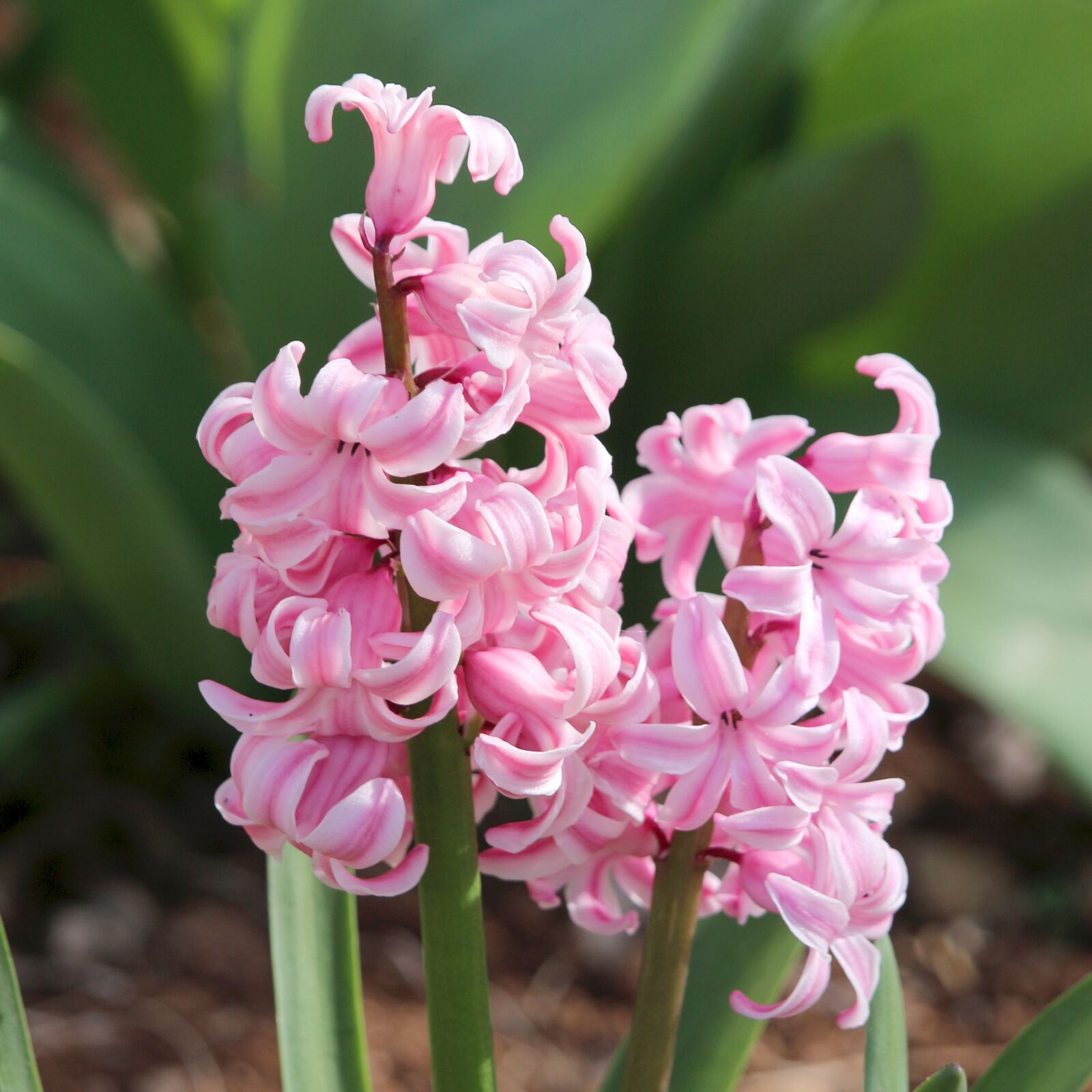 Canon EF-S 55-250mm F4-5.6 IS STM sample photo. Hyacinth, flowers, s photography