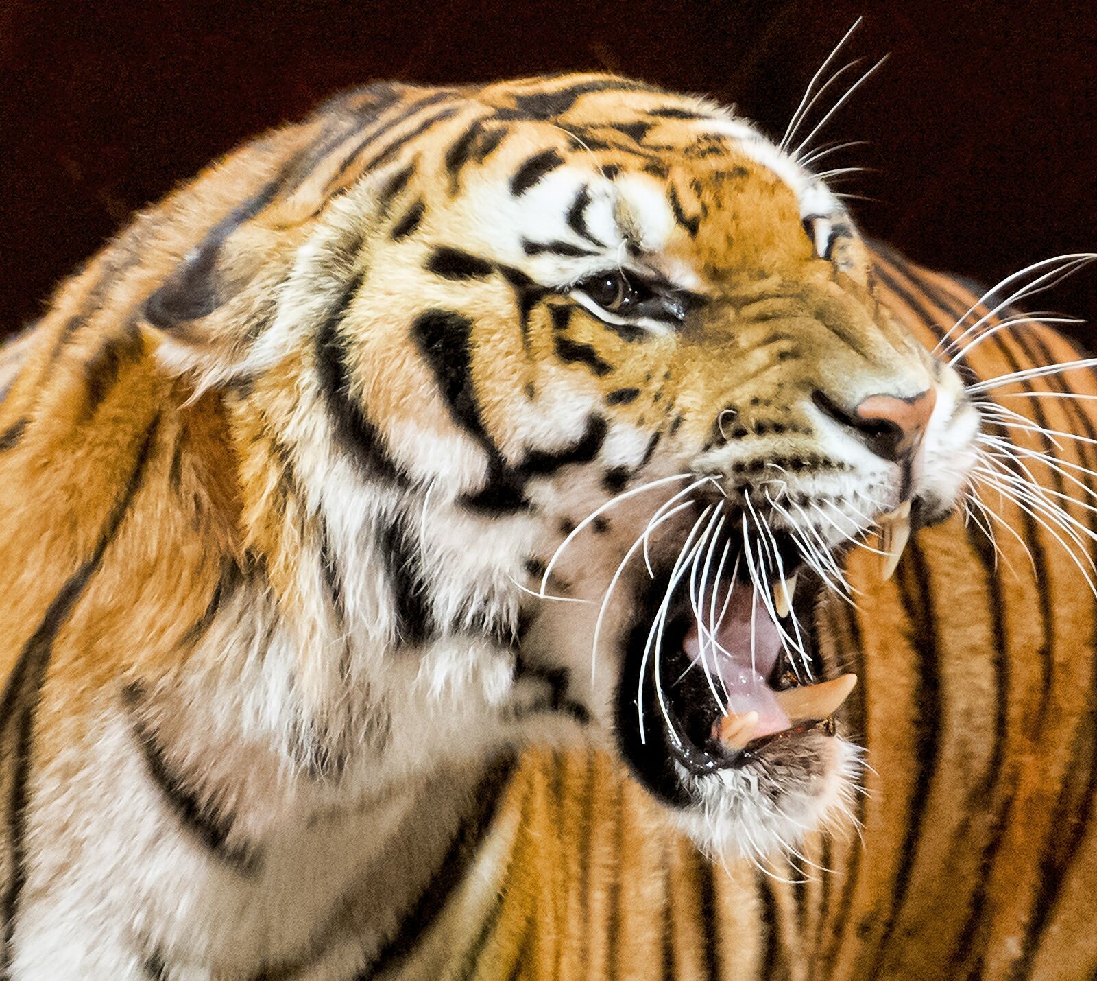 Nikon D800 sample photo. Tiger, animal, cat photography