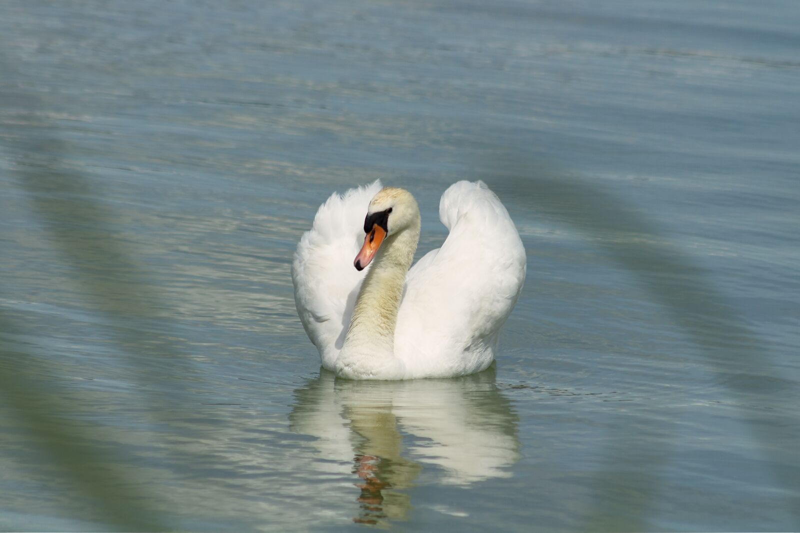 Canon EF75-300mm f/4-5.6 sample photo. Swan, water bird, bird photography