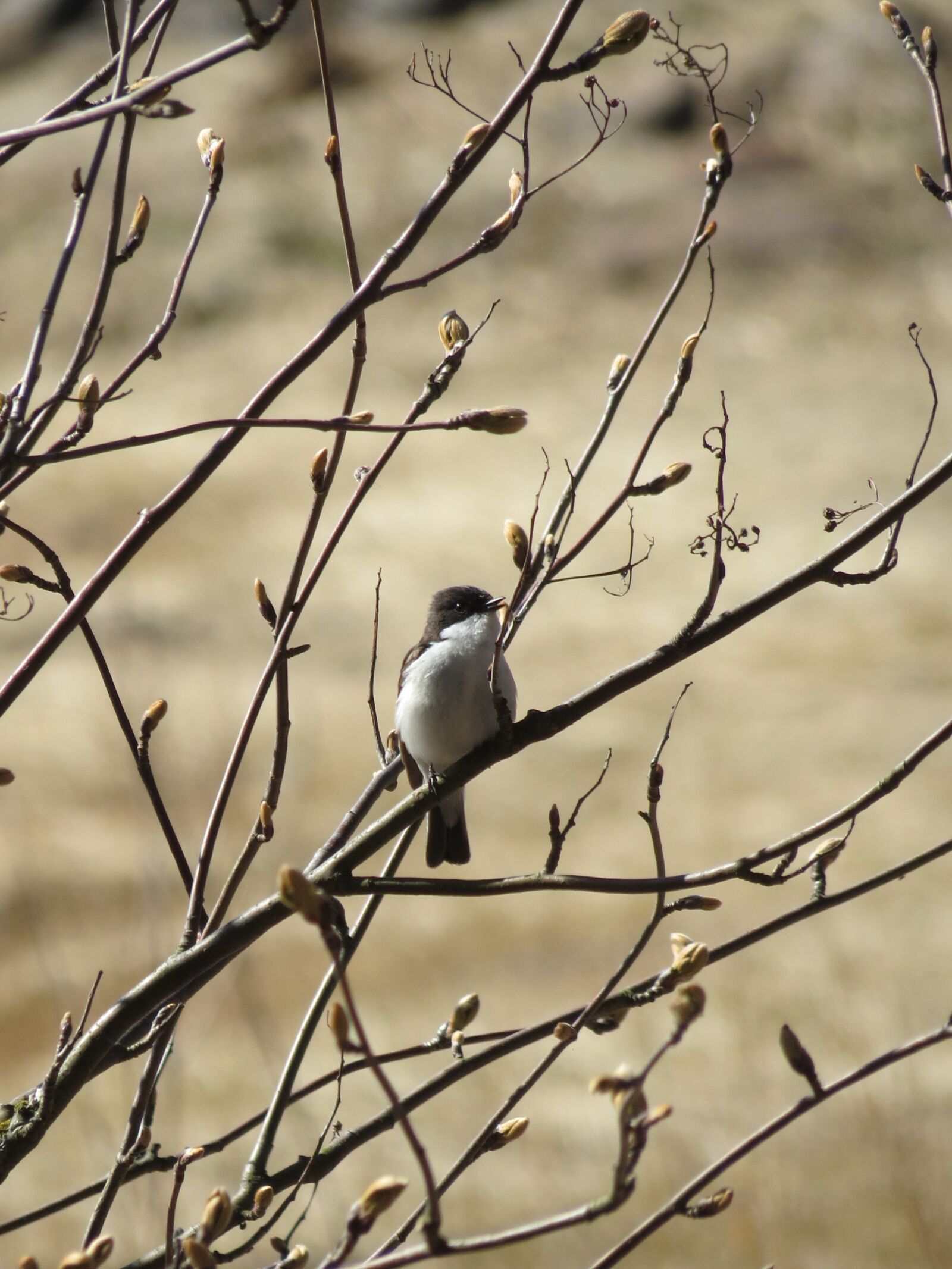 Canon PowerShot SX40 HS sample photo. Flycatcher, branches, tree photography