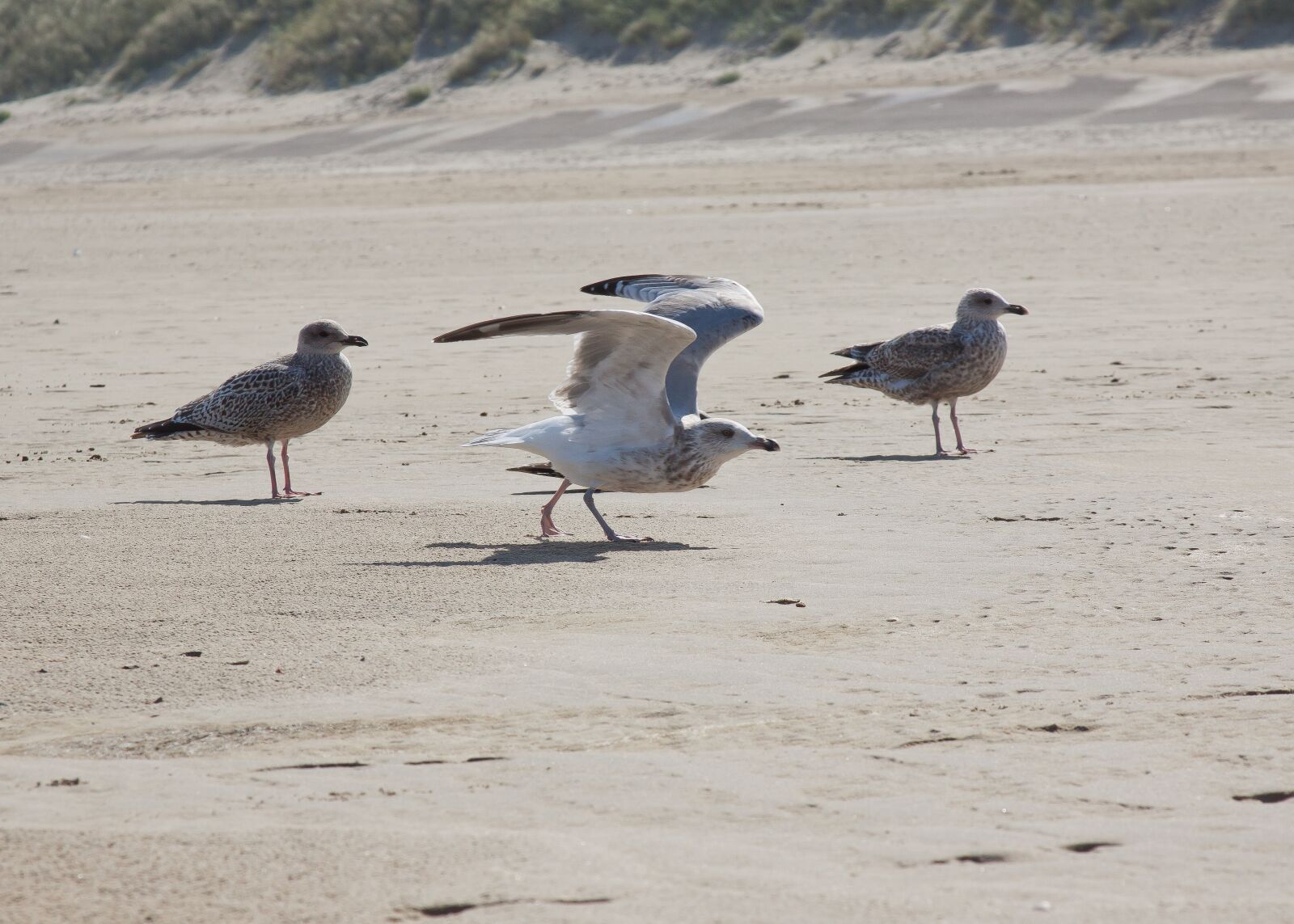 Canon EOS 50D + Canon EF 24-105mm F4L IS USM sample photo. Gulls, flying, escape photography
