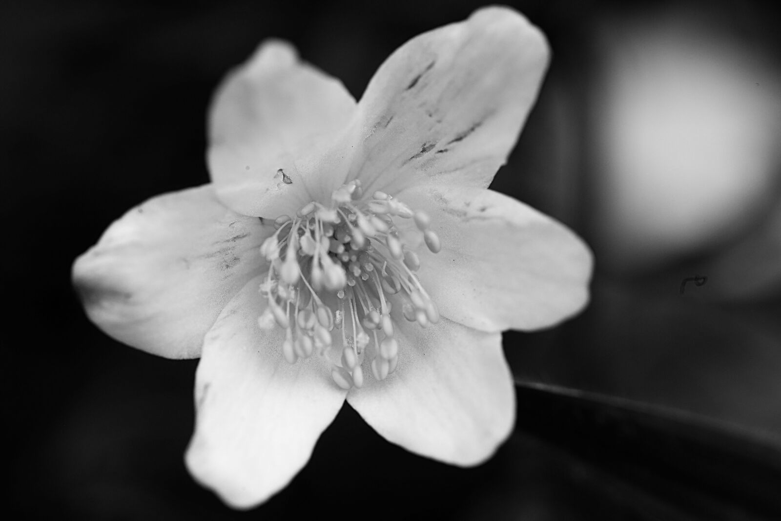 Canon EOS R sample photo. Anemone, spring, flower photography