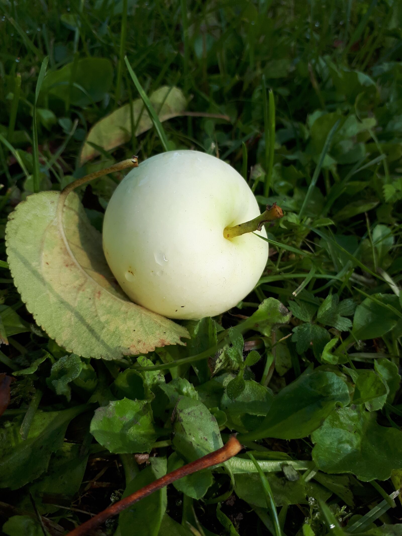 Samsung Galaxy A5(2017) sample photo. Latvia, apple, nature photography