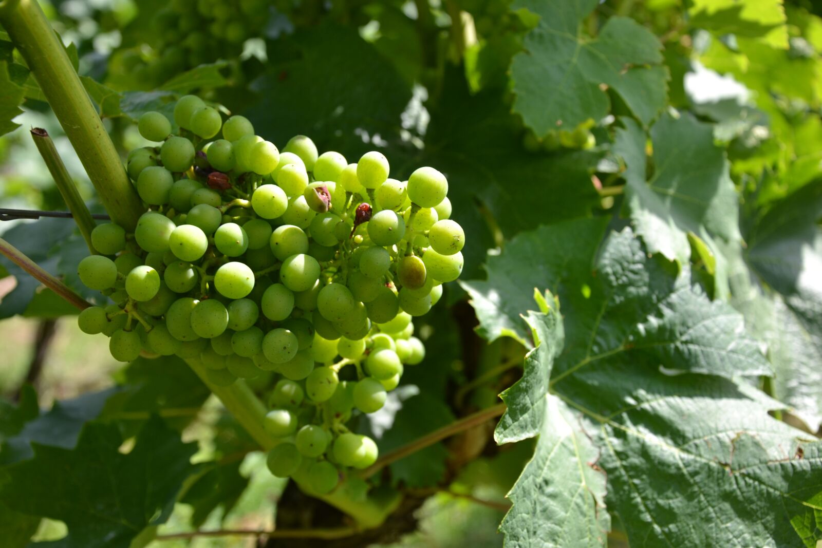 Nikon D3100 sample photo. Wine, vine, grapes photography