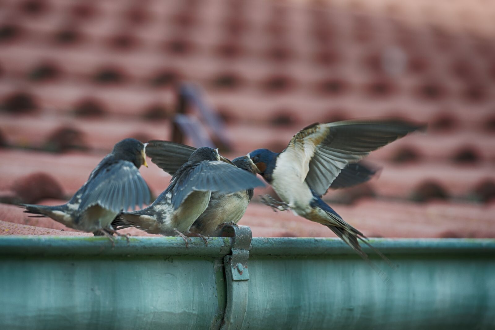 Nikon D800 sample photo. Birds, swallow, bird photography