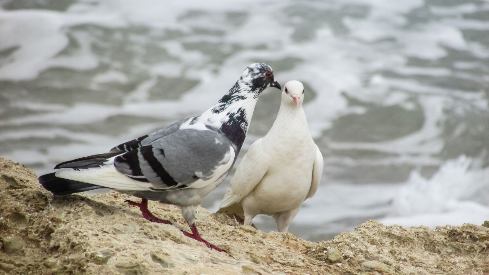 Canon PowerShot SX400 IS sample photo. Wild pigeons, birds, nature photography