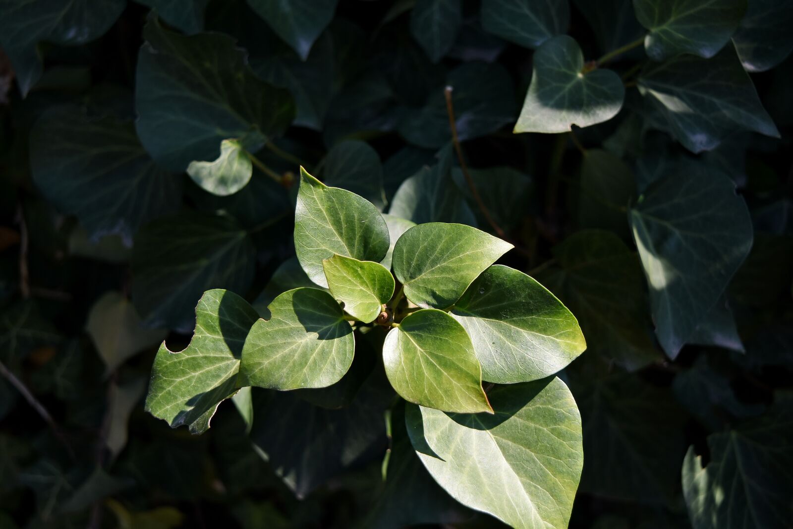 Nikon D5500 sample photo. Ivy, tree, leaves, flora photography