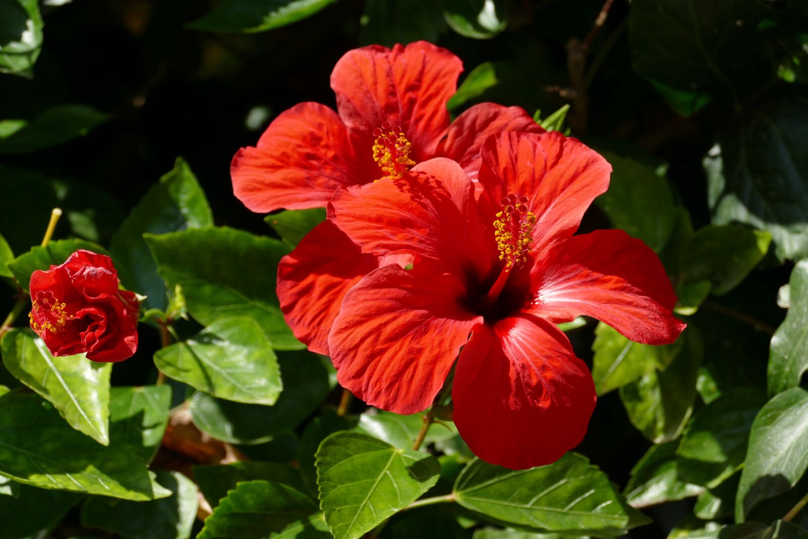Panasonic Lumix DMC-FZ1000 sample photo. Hibiscus, flower, plant photography