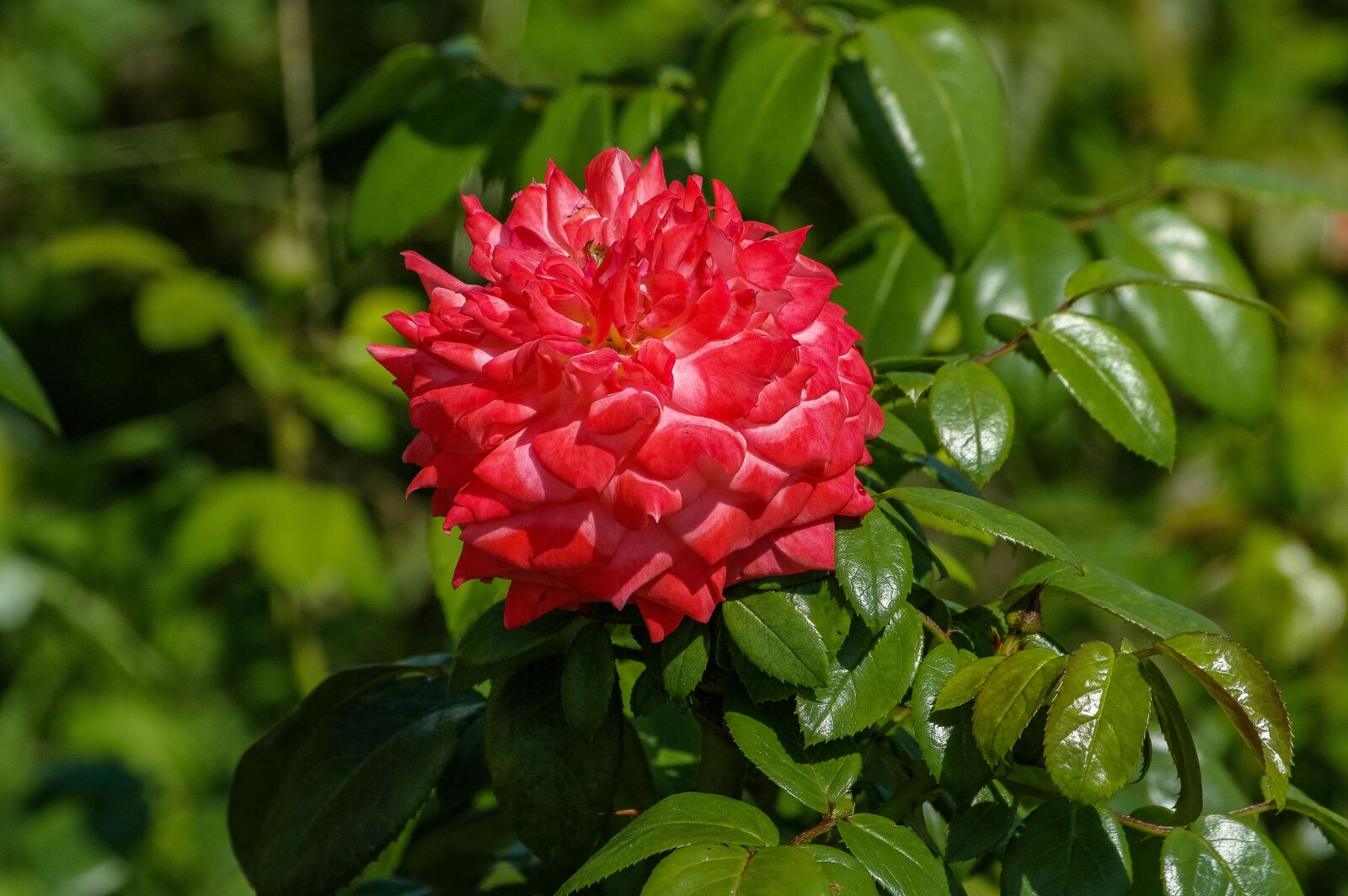 Samsung GX-20 sample photo. Rose, flower, beauty photography