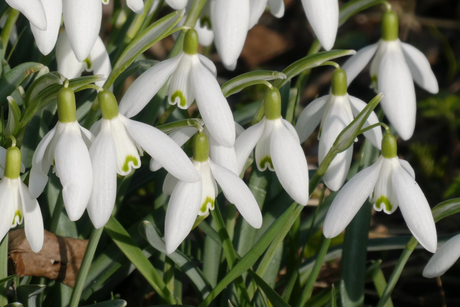 Panasonic Lumix DC-ZS70 (Lumix DC-TZ90) sample photo. Snowdrops, spring, spring flower photography