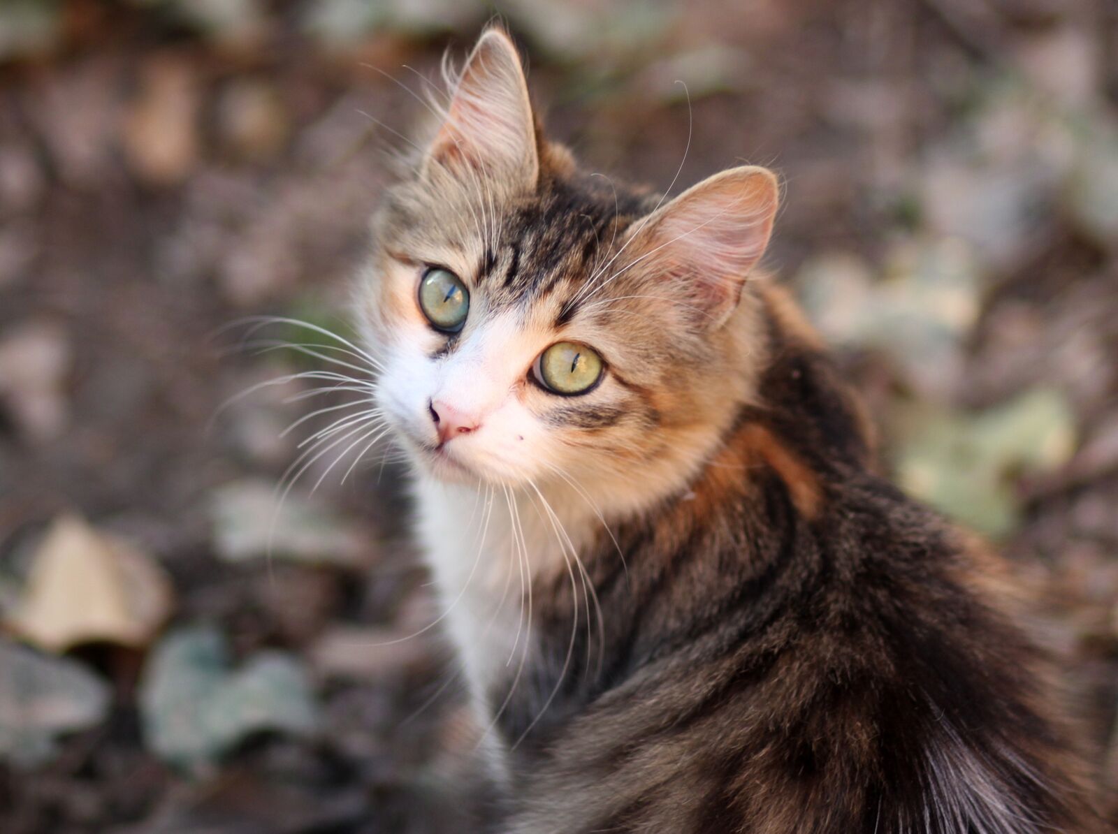 Canon EOS 700D (EOS Rebel T5i / EOS Kiss X7i) + Canon EF 85mm F1.8 USM sample photo. Cat, coloring, pet photography