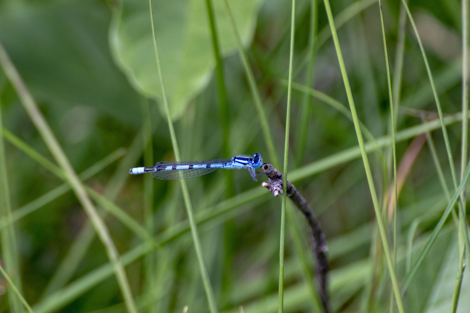 Canon EOS 600D (Rebel EOS T3i / EOS Kiss X5) sample photo. Nature, insect, dragonfly photography