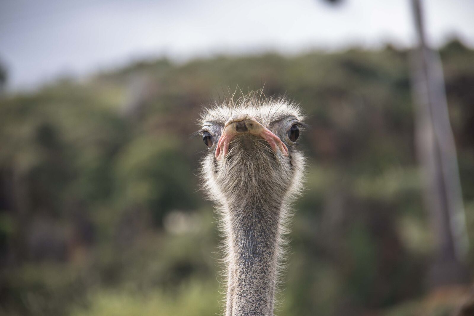 Canon EOS 80D + Canon EF-S 18-200mm F3.5-5.6 IS sample photo. Ostrich, portrait, animals photography