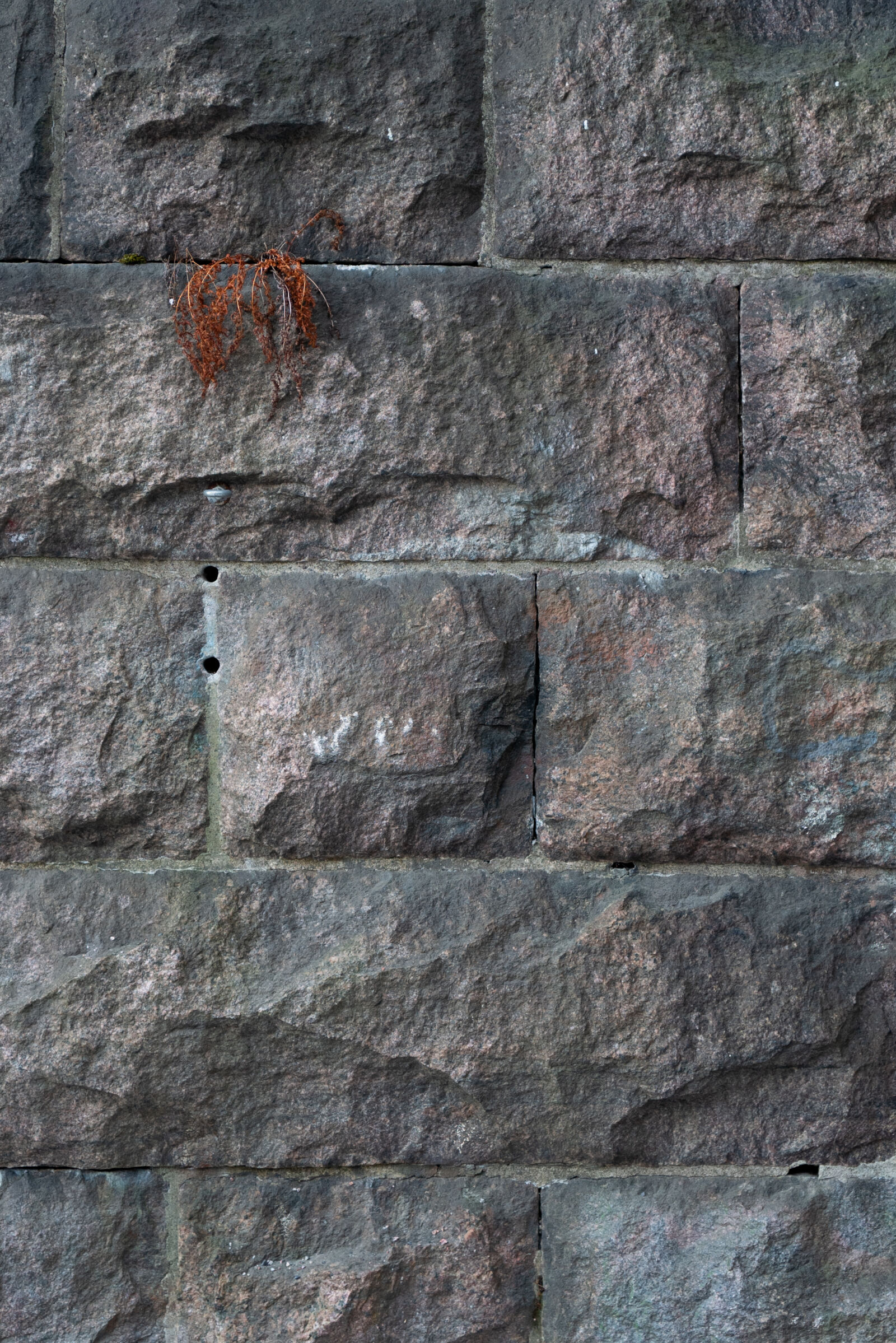 Leica Q2 sample photo. Stone wall plant photography
